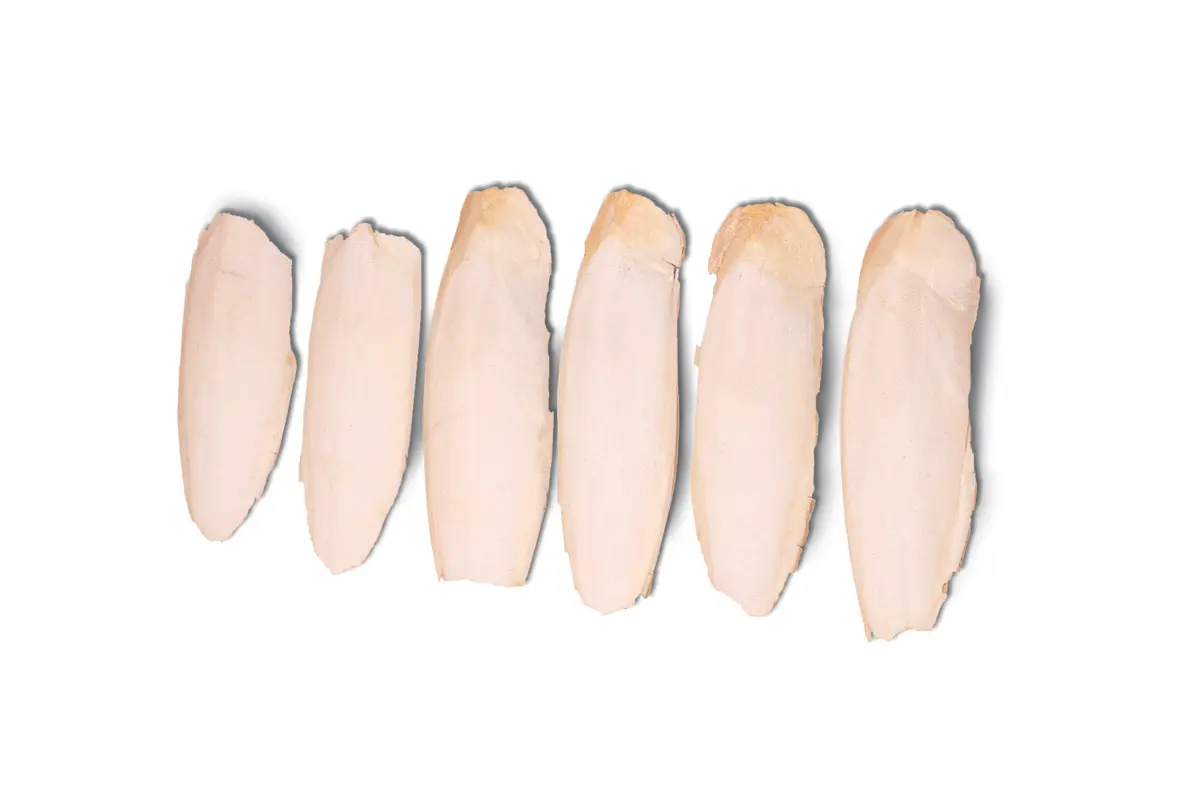Cuttlefish Bone Box of 6